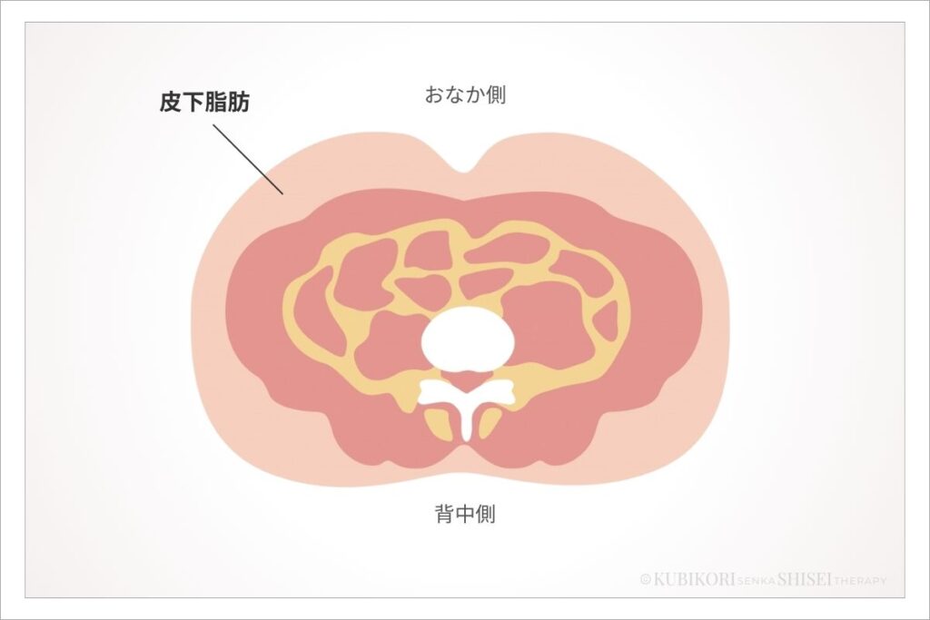 皮下脂肪のイメージ