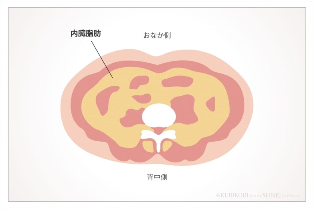 内臓脂肪のイメージ